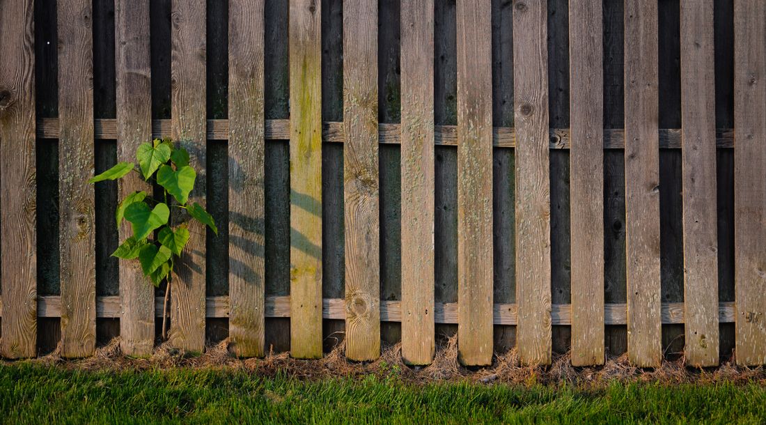 Vertical timber garden fencing above a lawn