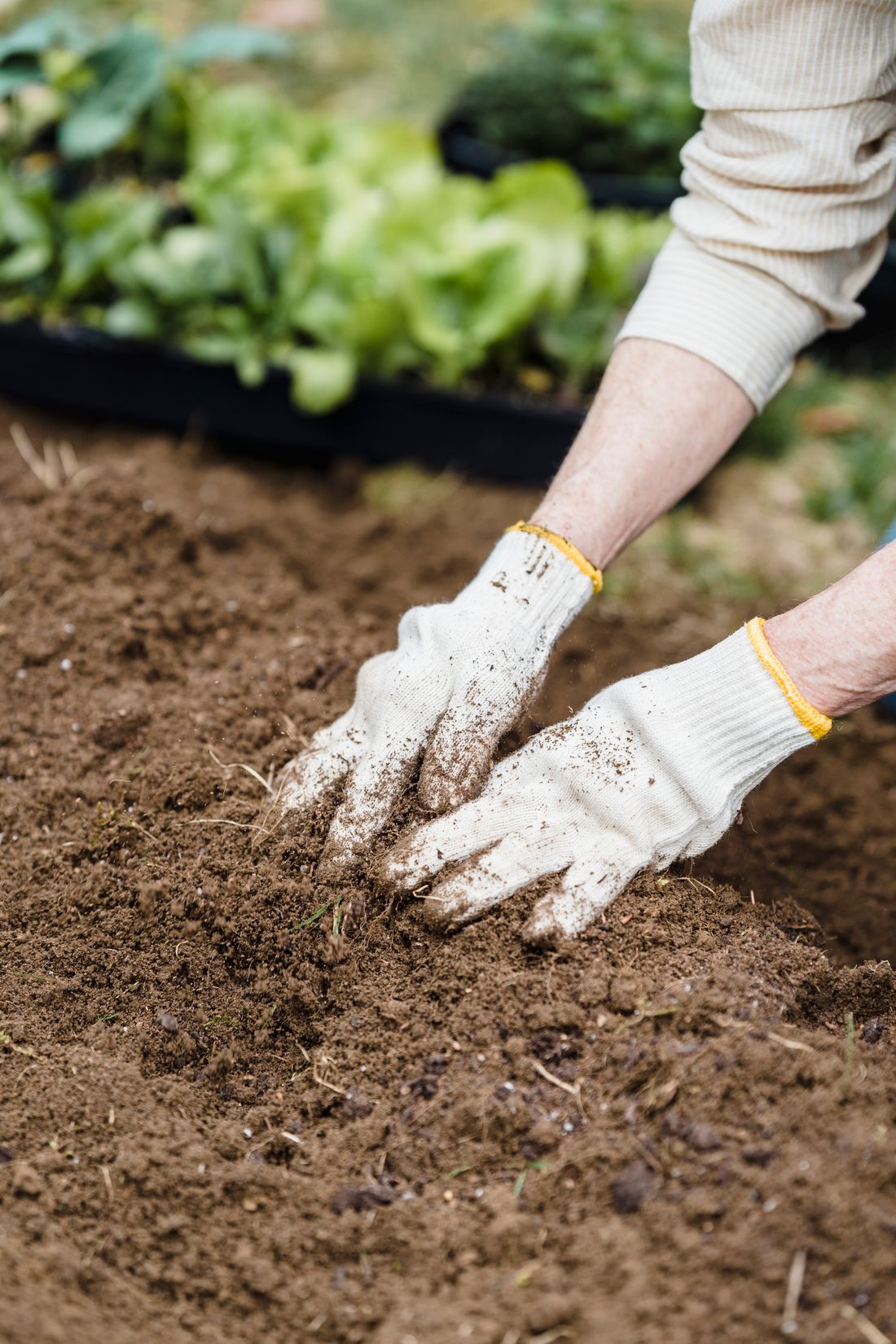 Gloved hands preparing garden soil beside green seedlings